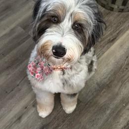 Valley - Bernedoodle