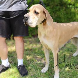 Juno - Great Dane