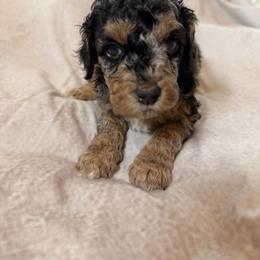 Cockapoo and Goldendoodle Puppies from Jax Doodles