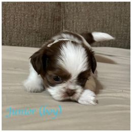 "Junior has been chose for his furever home" Shih Tzu Puppies from Starr Thomas