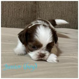 "Junior has been chose for his furever home" Shih Tzu Puppies from Starr Thomas