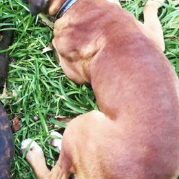 Boxers from Still Waters Farm