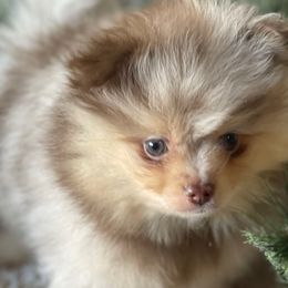 Boy 1 - Chocolate merle male Pomeranian puppy in Jamestown, California from Park Avenue Poms
