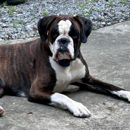 Boxers from Tischfelsen European Boxers