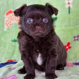 Winne - Chocolate and white female Chihuahua puppy in West New York, New Jersey from Pixie’s Magical Puppies