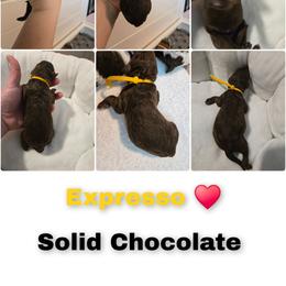 Expresso - Chocolate female Goldendoodle puppy in Summerville, South Carolina from Channys Doodles