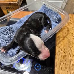 Belle - White and black female Whippet puppy in Alvin, Texas from Pecan Grove Akitas & Whippets
