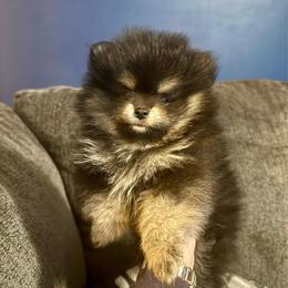 Onyx - Tri-colored male Pomeranian puppy in Lillington, North Carolina from Dignified Poms