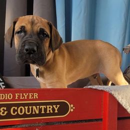 Great Danes from Spring Creek Danes
