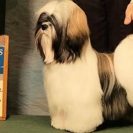Katariina - Lhasa Apso