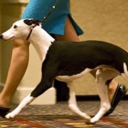Whippets from Longlesson kennels