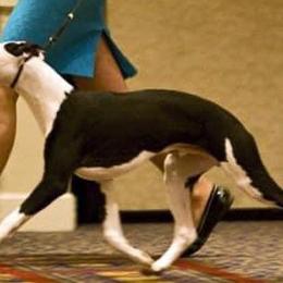 Whippets from Longlesson kennels