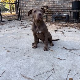 Deuce - Brown male American Bully puppy in El Dorado, Arkansas from KO Dynasty Kennels