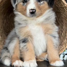 Roper-has tail-many videos - Blue merle male Australian Shepherd puppy in Troy, South Carolina from Australian Shepherds of 3/W Farms