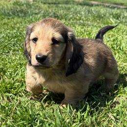 Herald - Cream male Dachshund puppy in Ramona, Oklahoma from Schmitt Dachshunds