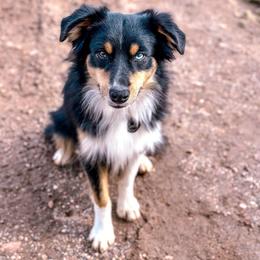 Dude - Miniature Australian Shepherd