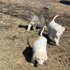Male Puppy 1 - Colorado Mountain Dog puppy in Springfield, Ohio from Mill Iron Farms