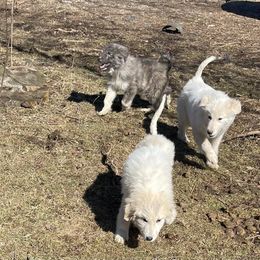 Male Puppy 1 - Colorado Mountain Dog puppy in Springfield, Ohio from Mill Iron Farms