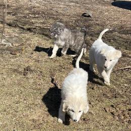 Male Puppy 1 - Colorado Mountain Dog puppy in Springfield, Ohio from Mill Iron Farms
