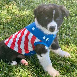 Pirate - Black & white male Miniature Australian Shepherd puppy in California from Eagle River Aussies