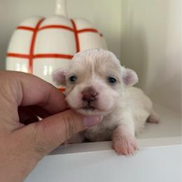 Skye - White female Maltipoo puppy in Wendell, North Carolina from Teddys Teddy Bears