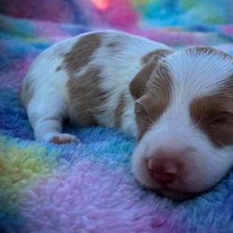 Moonshine - Piebald male Dachshund puppy in Harrison, Arkansas from Dachshunds on the Hill