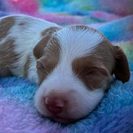 Moonshine - Piebald male Dachshund puppy in Harrison, Arkansas from Dachshunds on the Hill