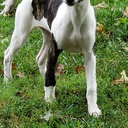 Whippet Puppies from Wyndham Whippets