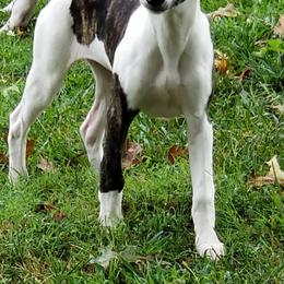 Whippet Puppies from Wyndham Whippets