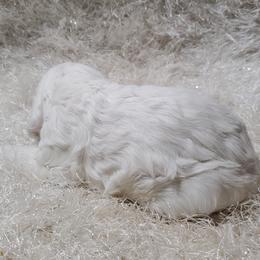Cocker Spaniel Puppies from Chloe's Cocker Spaniels