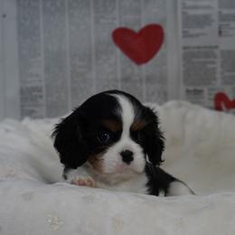 Ethan - Tri-color male Cavalier King Charles Spaniel puppy in Lula, Georgia from Cavaliers by Crumley
