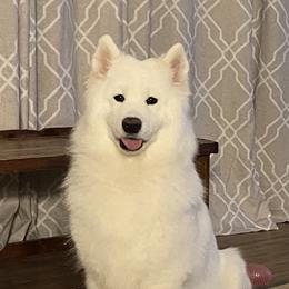 Dez - Samoyed