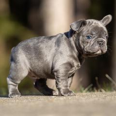 American Bully and French Bulldog Puppies from Nitro’s Bullies