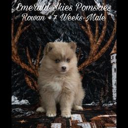 Rowan - Red and white male Pomsky puppy in Sumter, South Carolina from Emerald Skies Pomskies