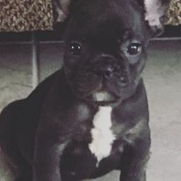 French Bulldogs from Royal Canine Kennel