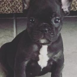 French Bulldogs from Royal Canine Kennel
