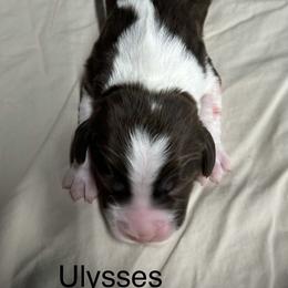 Ulyssess - Liver and white male English Springer Spaniel puppy in Clear Lake, South Dakota from Coteau Springers