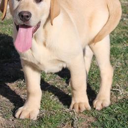 Beagle and Labrador Retriever Puppies from Badland Kennel