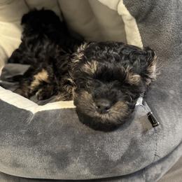 Marcie - Black and tan female Yorkipoo puppy in Waldorf, Maryland from Luv My Yorkies, LLC