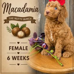 Macadamia - Red  female Goldendoodle puppy in Miami, Florida from Jade’s Paws & Co. Of Miami LLC
