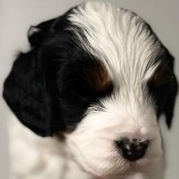 Bernedoodle Puppies from Bernied00dle Love