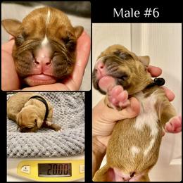 Black - 6th born - Fawn male Boxer puppy in Brownsville, Oregon from Vincent's Pride Boxers ~ Dudley's Dream Boxers