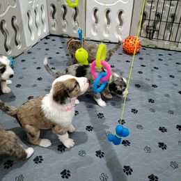 Aussiedoodle Puppies from Southwest Florida Doodles