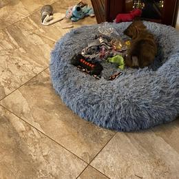 Yorkshire Terrier Puppies from Cindy's Yorkshire Terriers