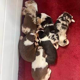 Girl 1 - Red tri-color female Australian Shepherd puppy in Lebanon, Oregon from Mt. Hope Aussies