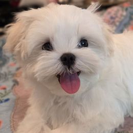 Jackson - White male Maltese puppy in Slidell, Louisiana from MeeMee Maltese