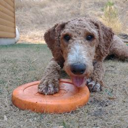 Lila Grace - Poodle