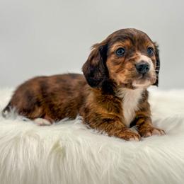 Pepper - Brindle male Dachshund puppy in Litchfield, Illinois from Charmm Dachshunds