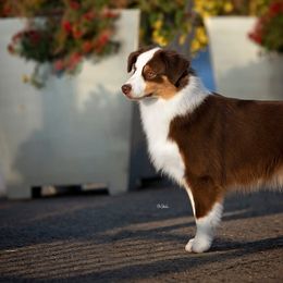 American Bullies and Miniature American Shepherds from Deuce's Den