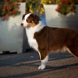 American Bullies and Miniature American Shepherds from Deuce's Den